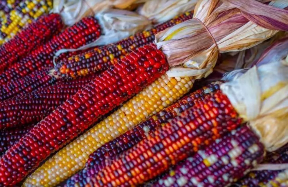 El maíz y su importancia para México y Sinaloa