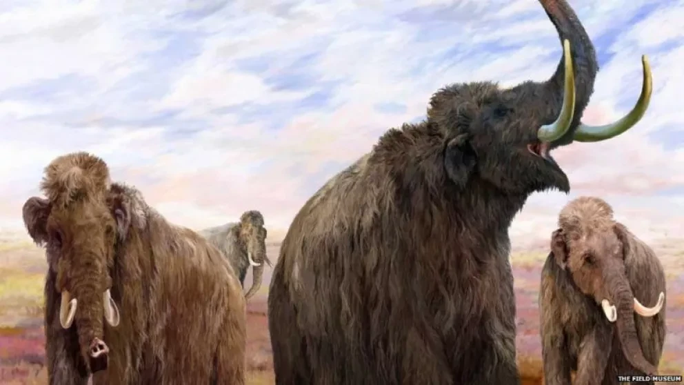 Mocorito sería la capital del mamut en Sinaloa