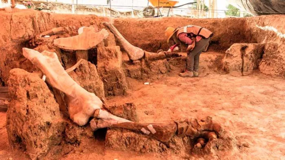 Encuentran mamuts del pleistoceno en aeropuerto mexicano
