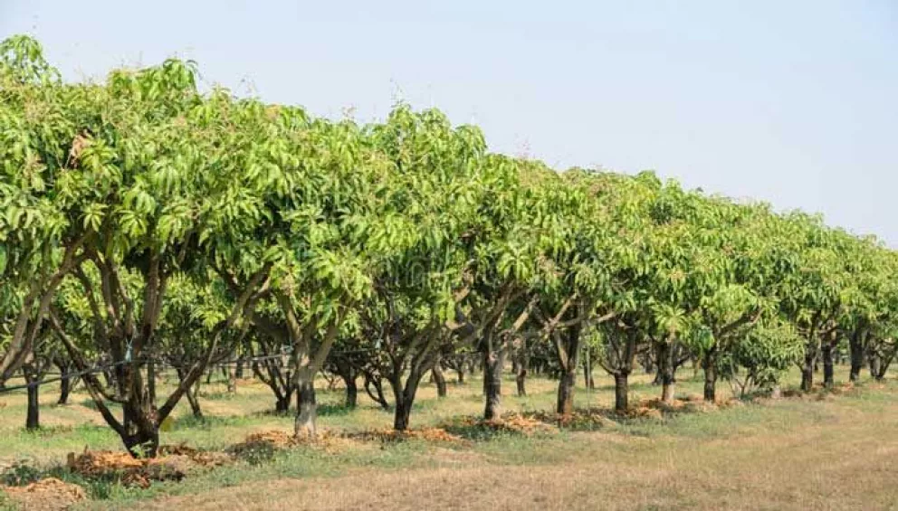 Cambian a huertas de altas densidades de mango en Nayarit