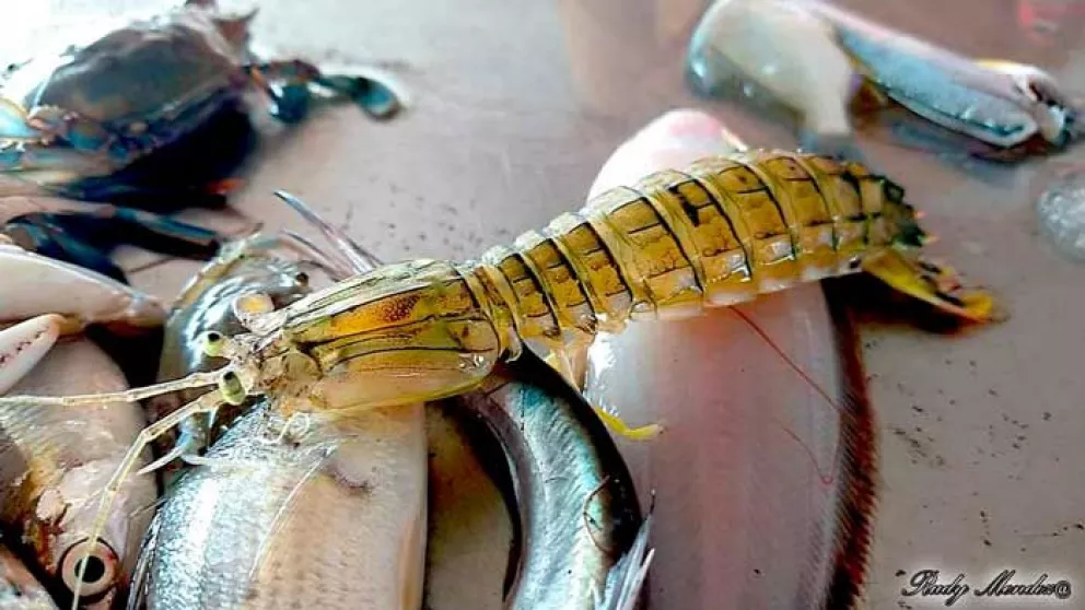 Causa sorpresa descubrimiento de camarón fantasma en bahía de Altata