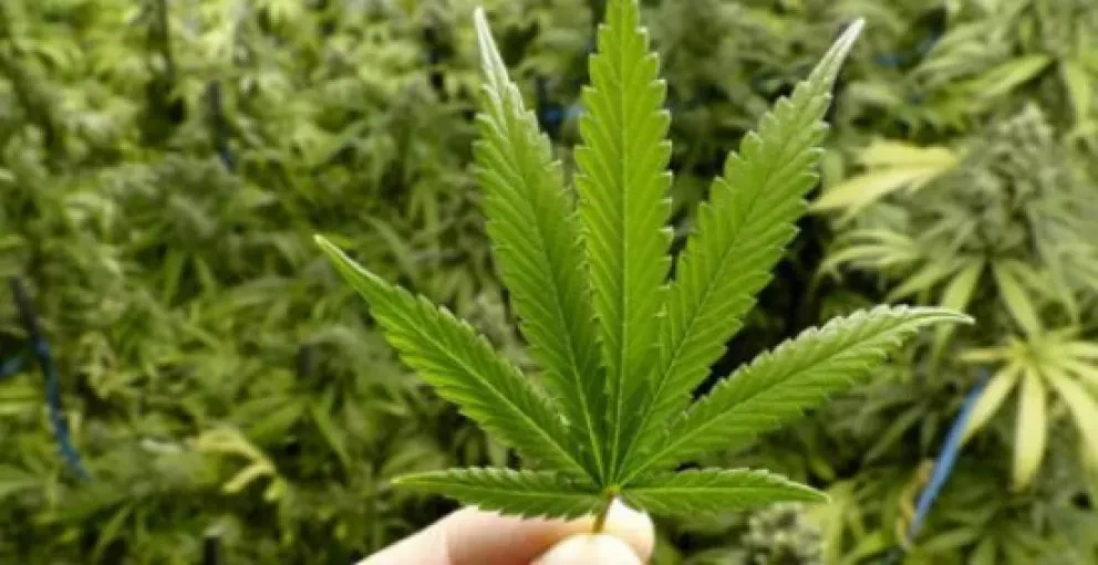 Mexicanos apoyan la legalización de la marihuana: Mitofsky