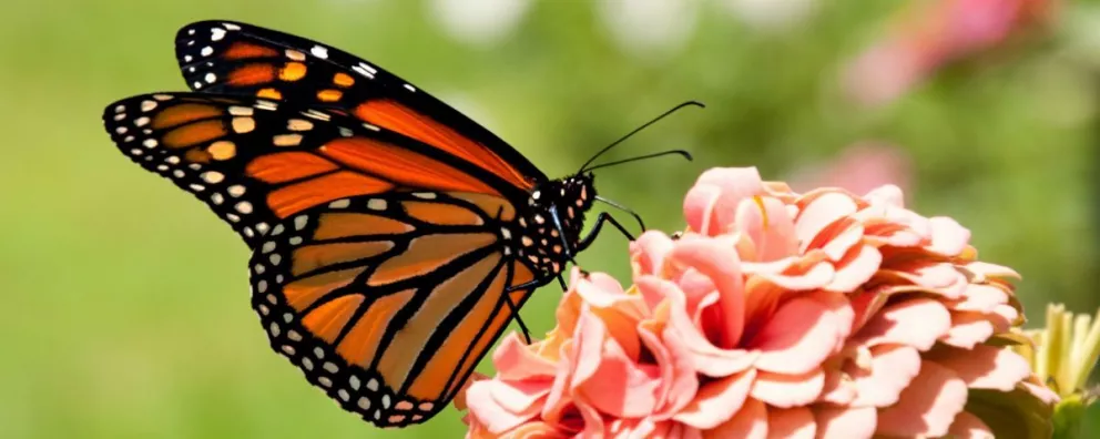 Mariposa Monarca embajadora de vida en 3 países