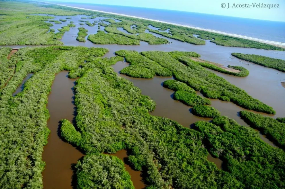 4 lugares de Sinaloa bajo conservación internacional de aves que no sabías