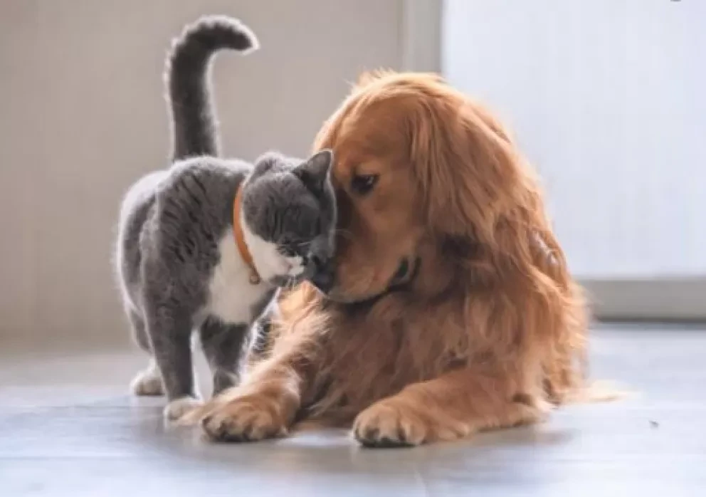 Consejos para el cuidado de los animales domésticos