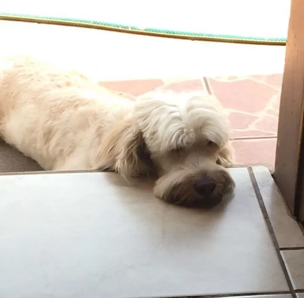 Cuida a tu perro del intenso calor