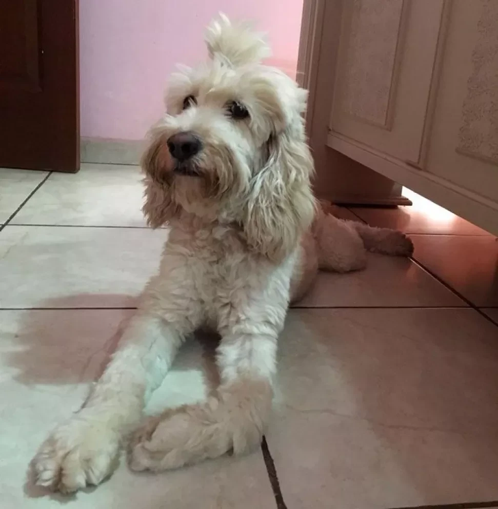Refugio para mascotas, ¿sabes cómo hacerlo?