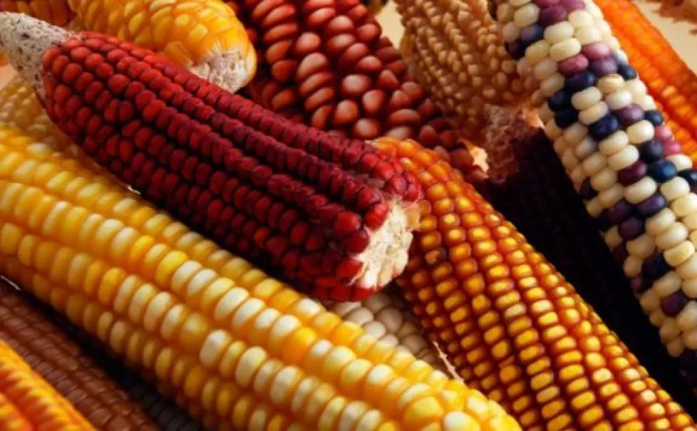 Mejoramiento vegetal: alternativa a los transgénicos