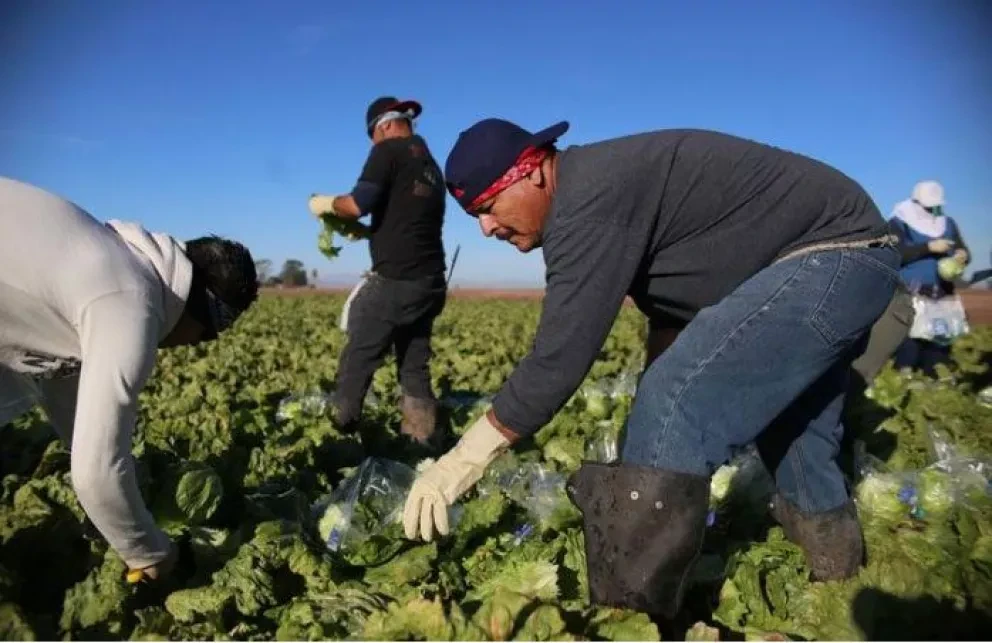 H-2A, la visa que necesitas para trabajar en el campo de EUA