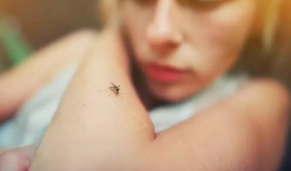 ¿Mosquitos en casa? Diles adiós con estos consejos