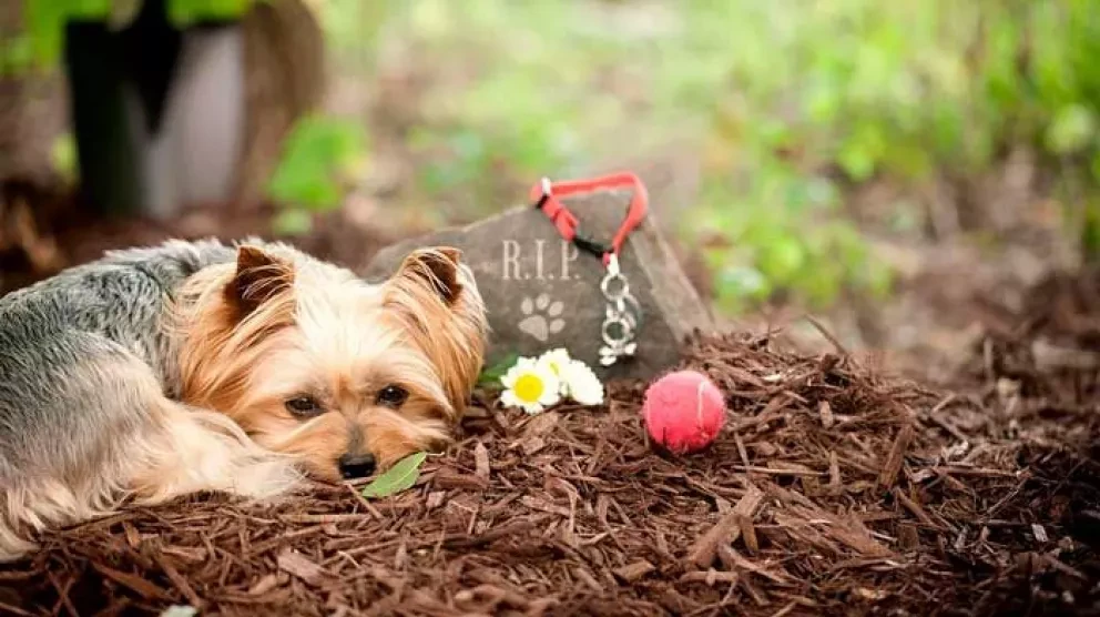 ¿Cómo decirle a tu hijo que se murió su mascota?