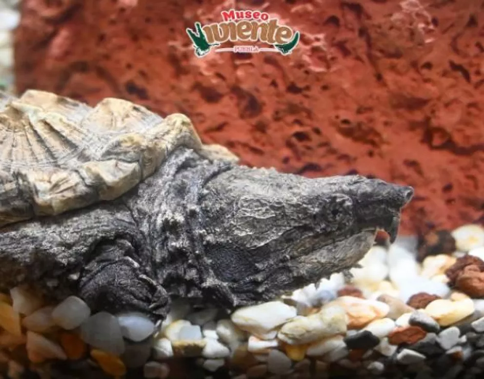 Exhibirán a los reptiles más venenosos del mundo en Zoológico Culiacán