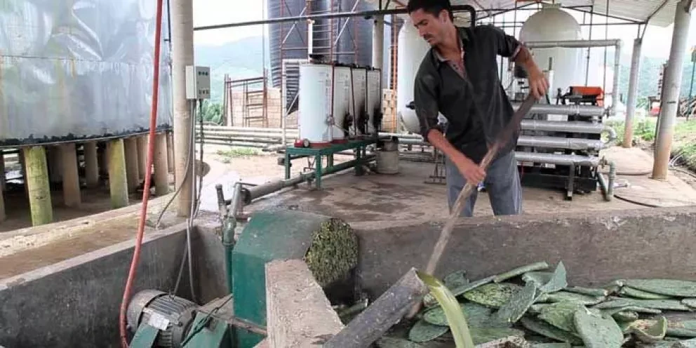 Nopalimex, planta que produce electricidad y biogás con nopal