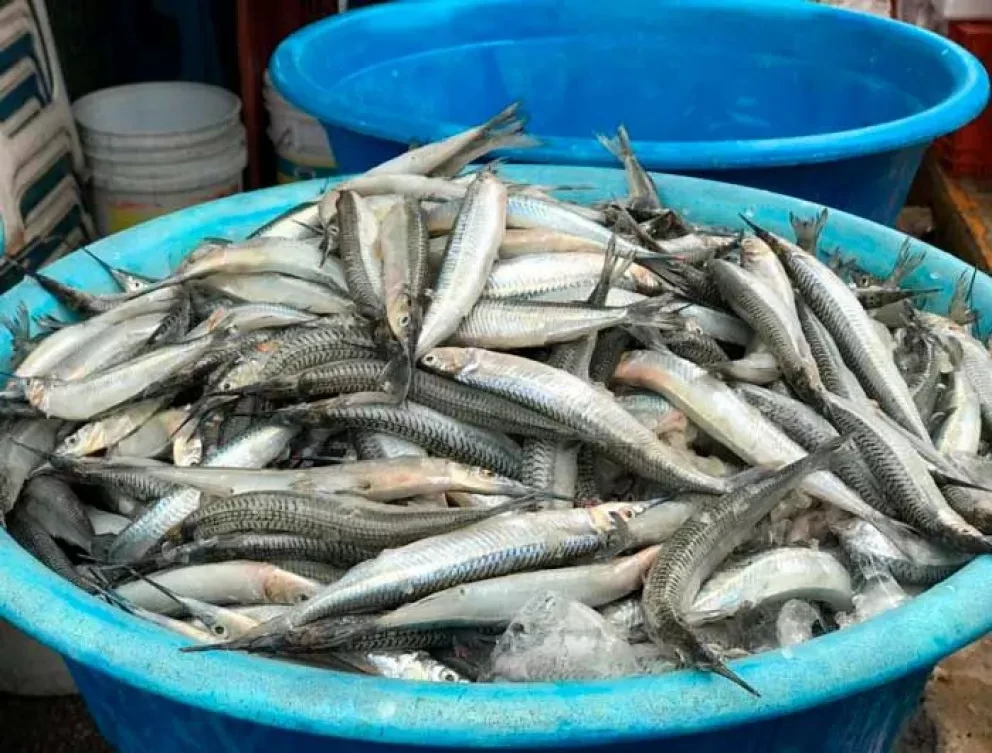 ¿Has comido Pajaritos de Mazatlán?, son historia de apareamiento interrumpido