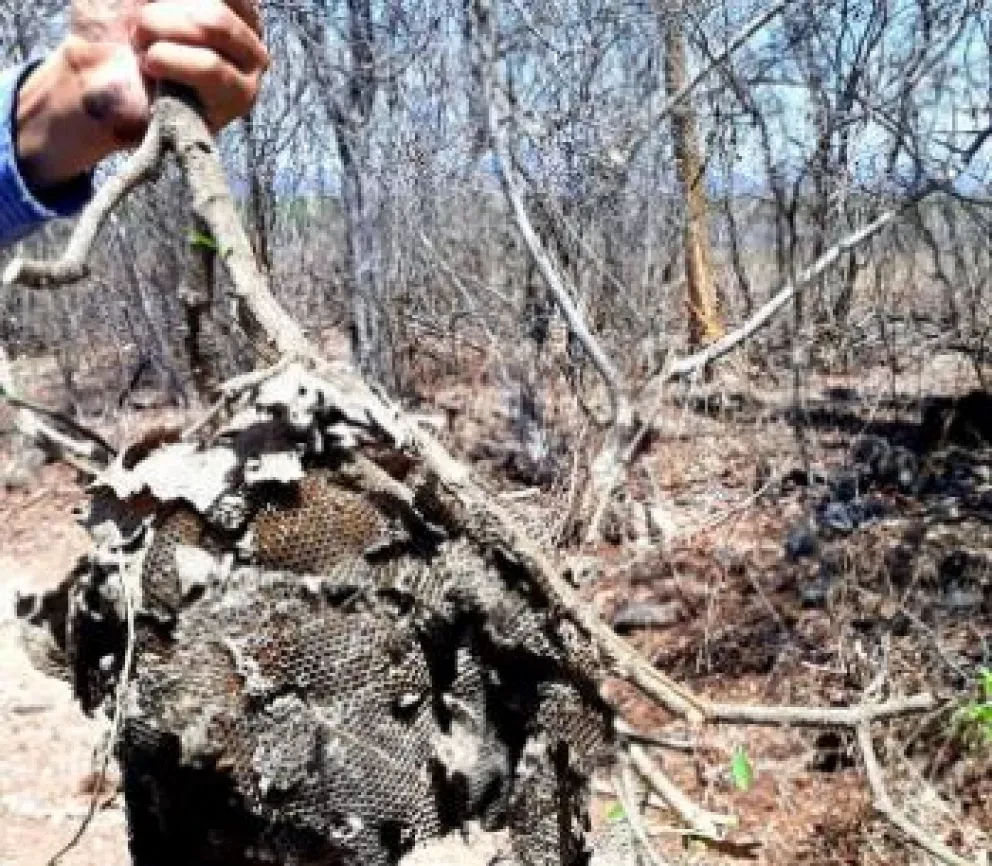 No solo las abejas dan miel, también las avispas