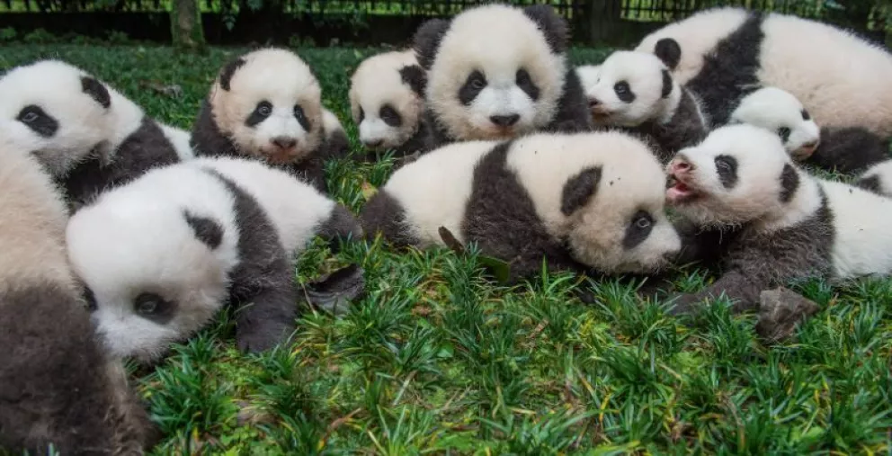 Panda gigante fuera de peligro de extinción