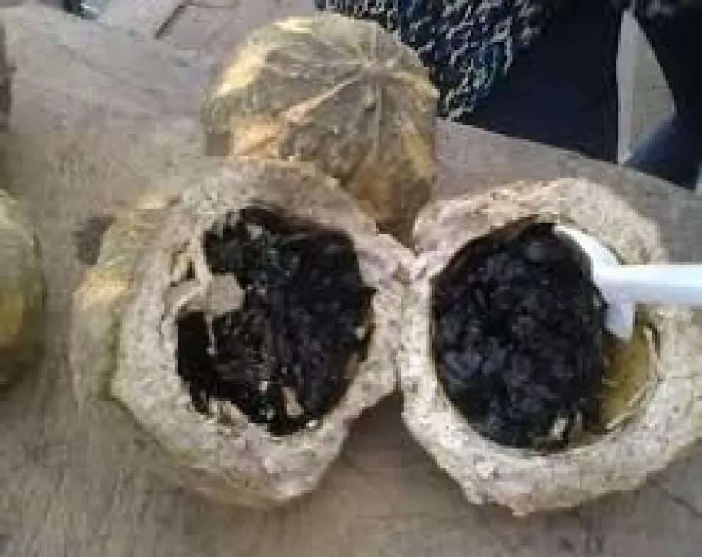 Los papaches y su función como medicina natural