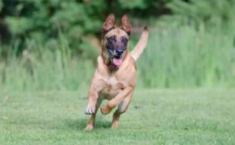 Perros entrenados detectan Covid-19 vía sudor