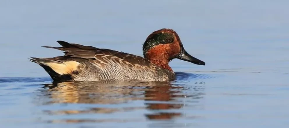 Recapturas visuales de aves en la Bahía de Ohuira