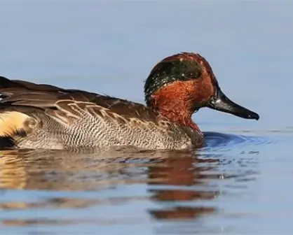 Recapturas visuales de aves en la Bahía de Ohuira