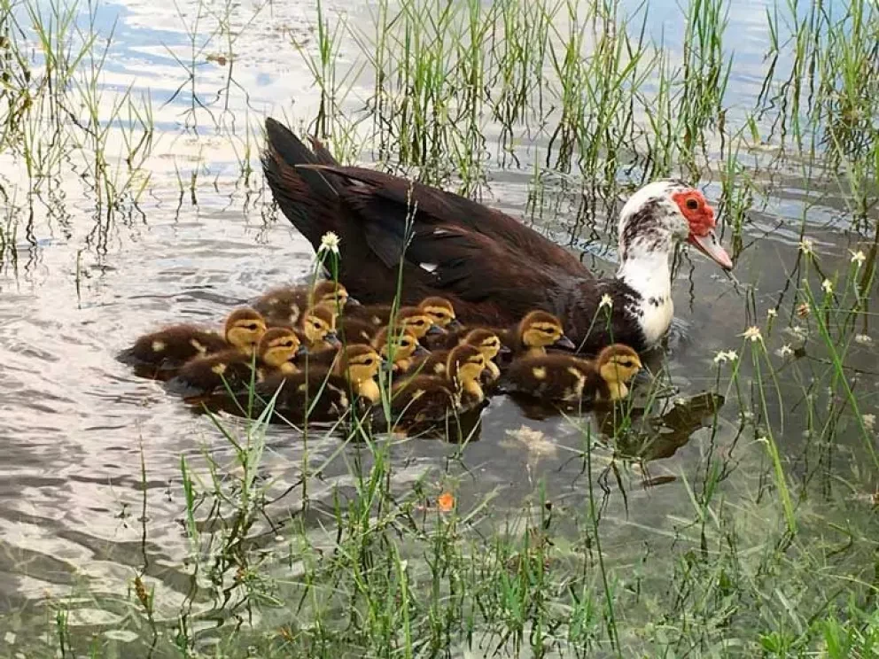El pato doméstico en peligro de extinción en México