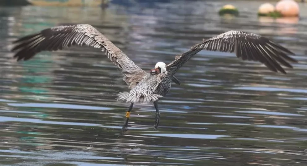 El vuelo del Pelícano Café (Pelecanus occidentalis californicus) en la Bahía de Ohuira