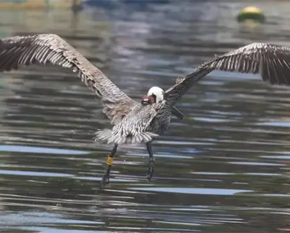 El vuelo del Pelícano Café (Pelecanus occidentalis californicus) en la Bahía de Ohuira