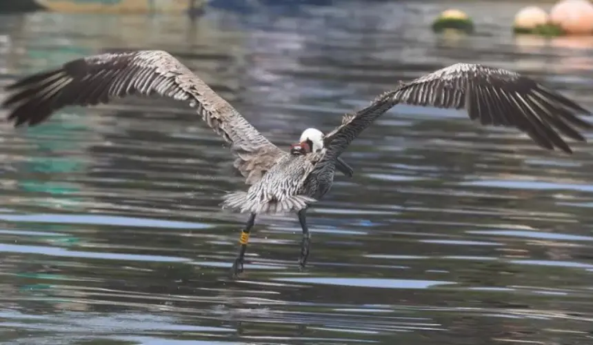 El vuelo del Pelícano Café (Pelecanus occidentalis californicus) en la Bahía de Ohuira