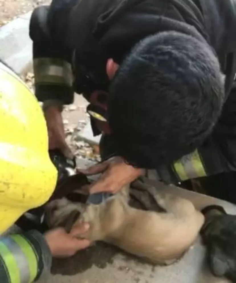 Bomberos rescatan a perrito atrapado en incendio en Culiacán
