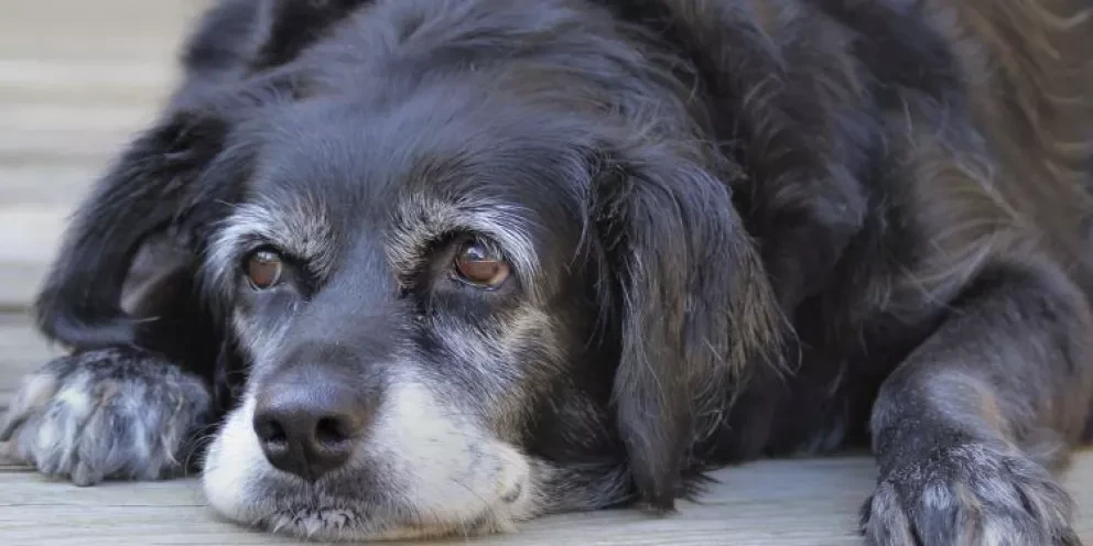 ¿Los perros envejecen? Conoce los síntomas