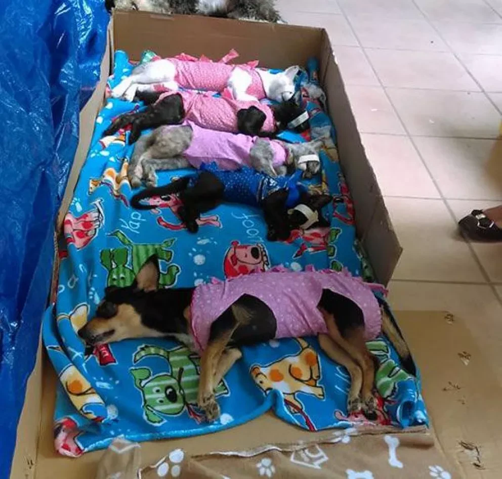 Crean asociación protectora de animales en Villa Juárez