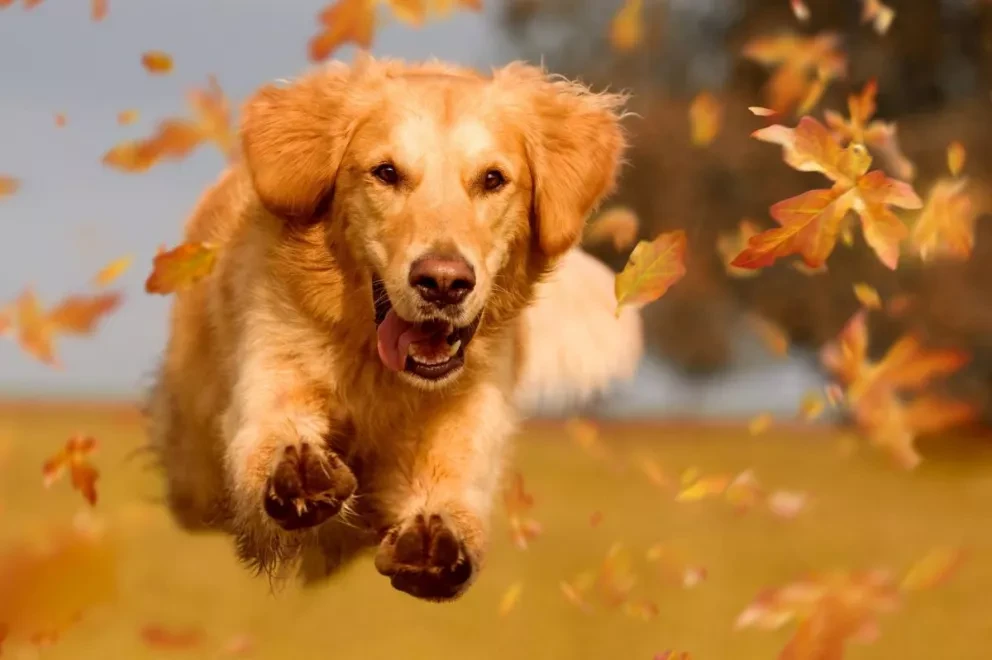 ¿Tu perro es feliz?
