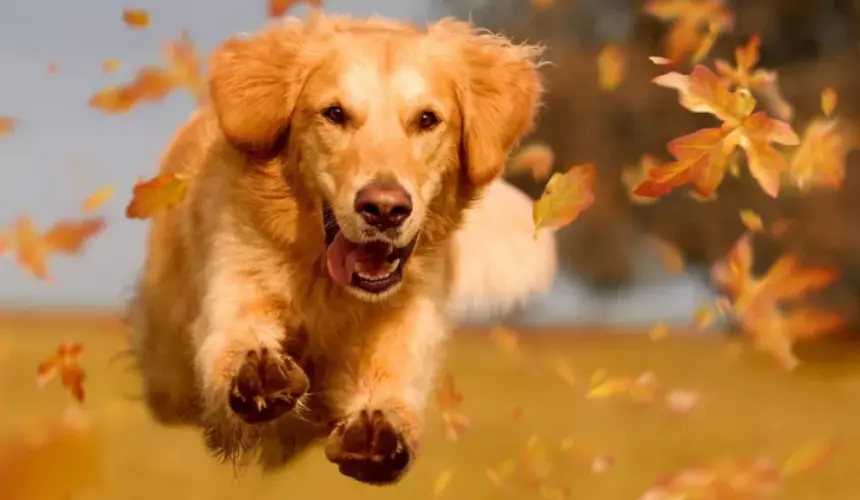 ¿Tu perro es feliz?