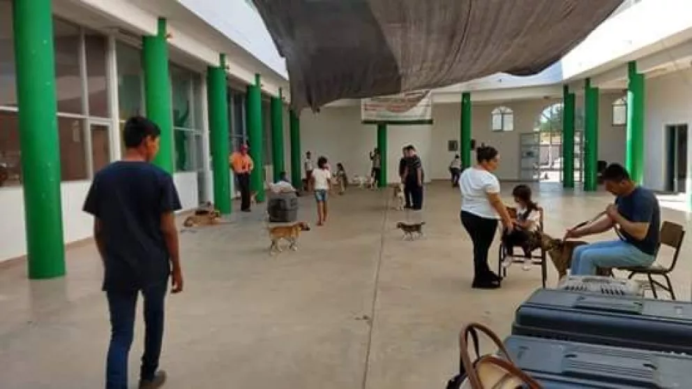 Esterilización a mascotas de Villa Juárez
