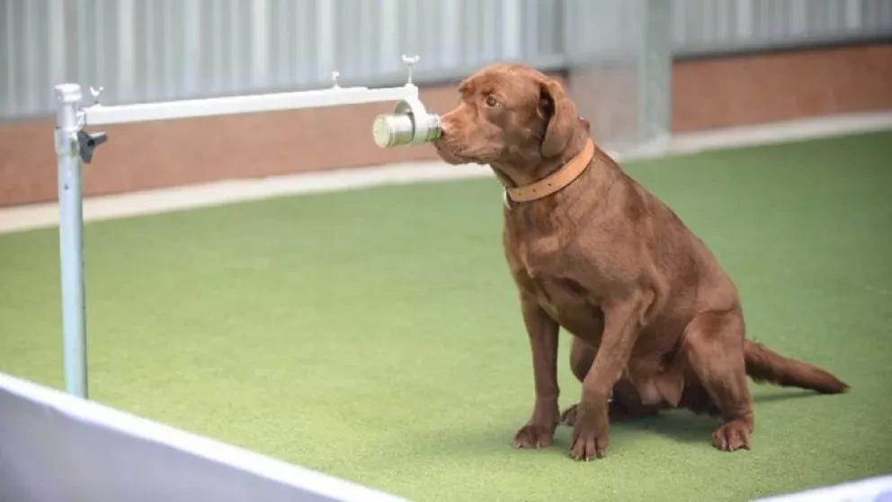 Perros detectan Covid-19 en el sudor