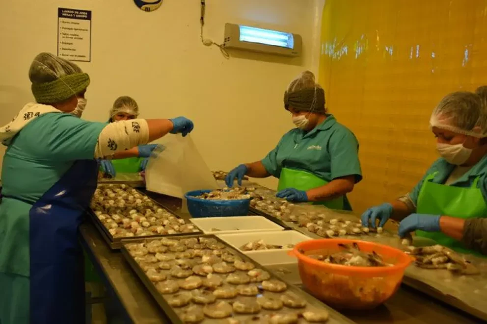 Camarones Del Pacífico ganan preferencia internacional por calidad