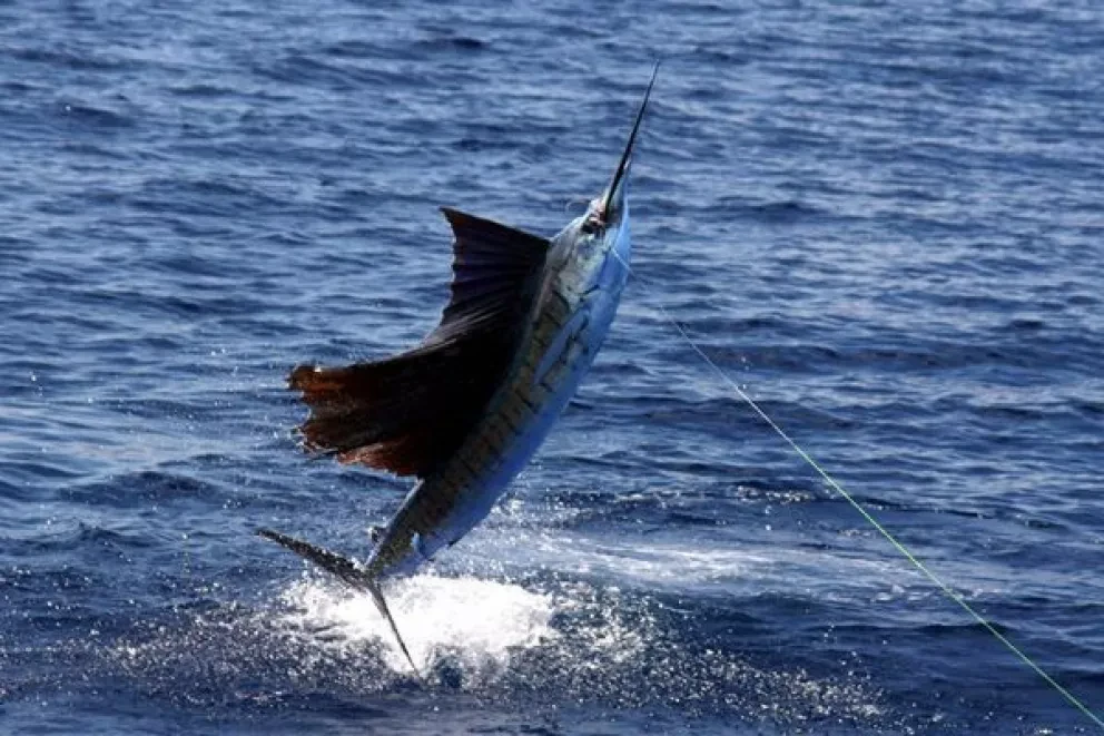 Cambia de fecha Torneo de Pesca en Altata para marzo