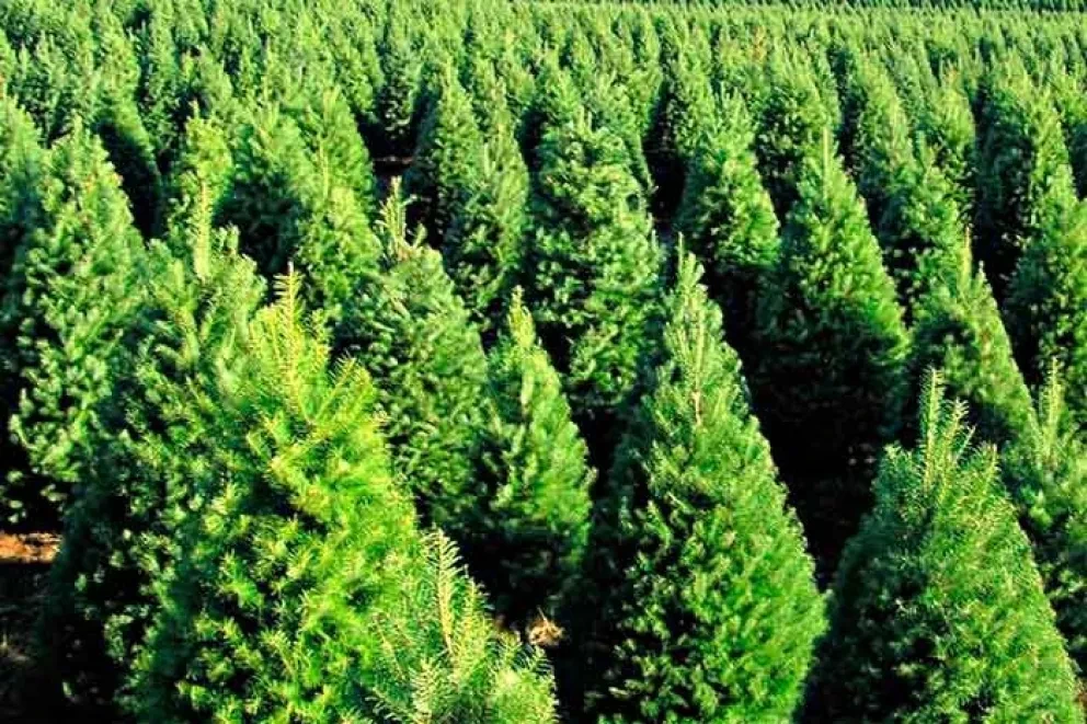 Navidad sin pinos por plagas cuarentenadas, oportunidad de negocio en México