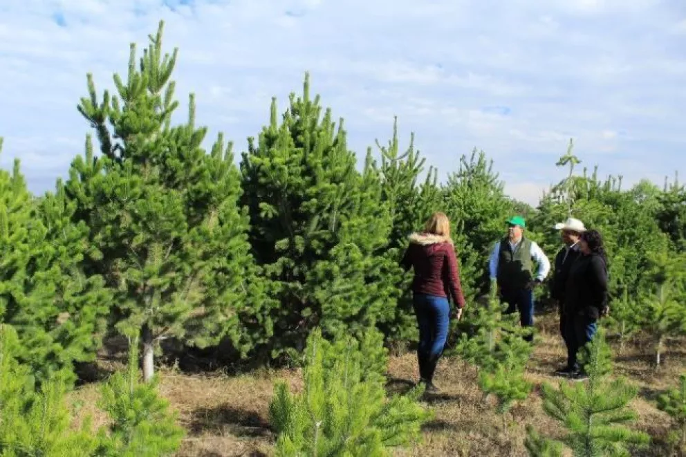 Aroma a bosque con pinos de Navidad mexicanos