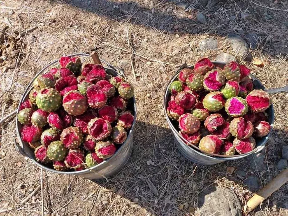 Se populariza el consumo de pitayas en Sinaloa, faltan plantaciones