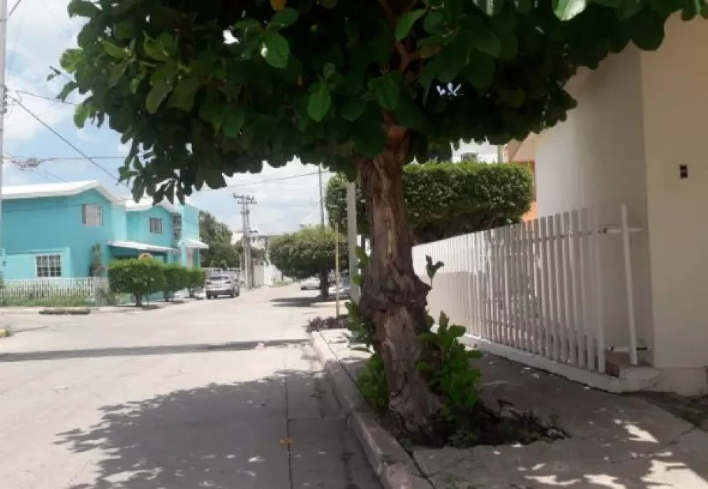 Planta árboles correctamente con esta guía