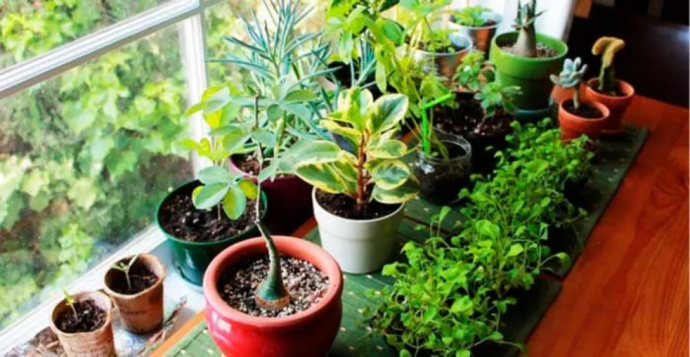 ¿Cómo evitar que las plantas se sequen? 4 consejos