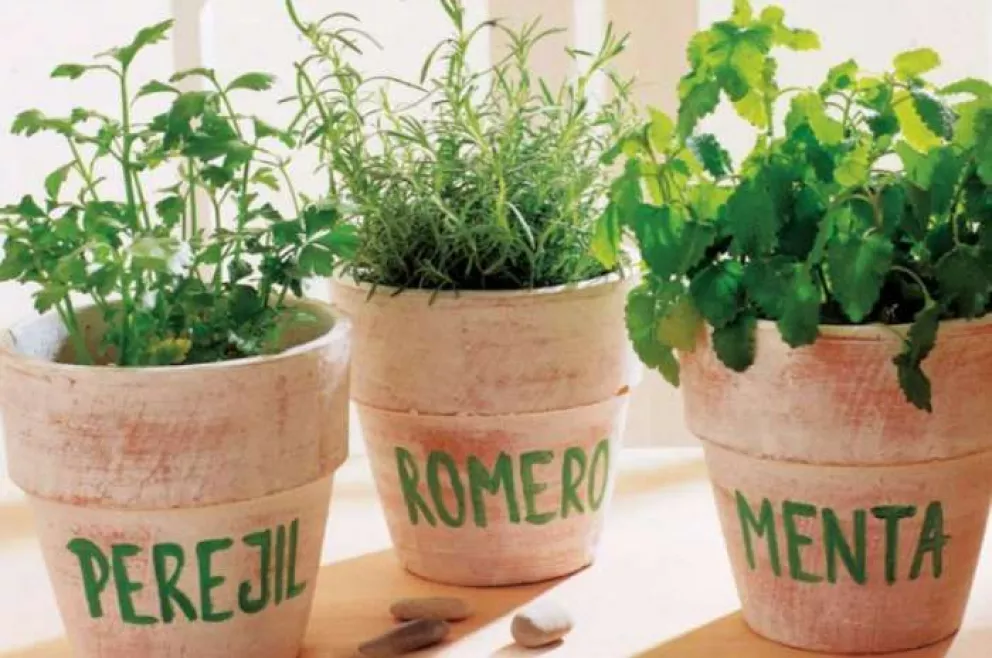 ¿Moscas en la casa? Diles adiós con estas plantas