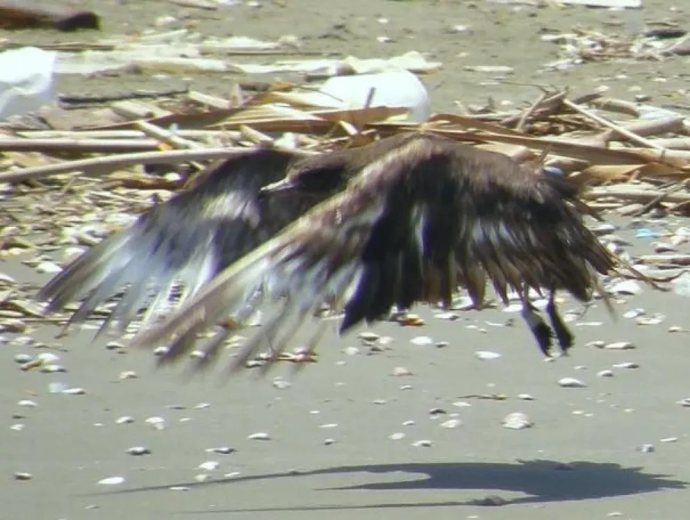 ¿Rescate de un Pomarine Jaeger (Stercorarius pomarinus)