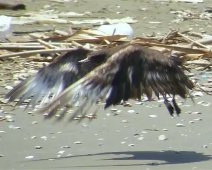 ¿Rescate de un Pomarine Jaeger (Stercorarius pomarinus)