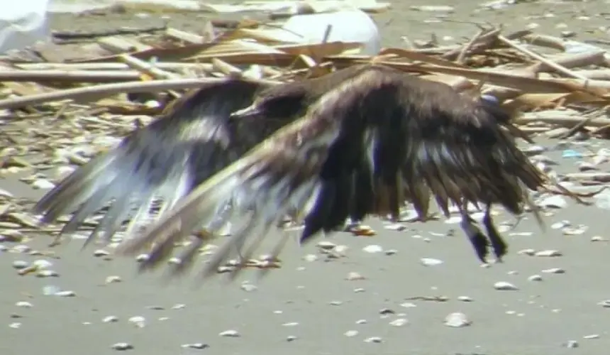 ¿Rescate de un Pomarine Jaeger (Stercorarius pomarinus)