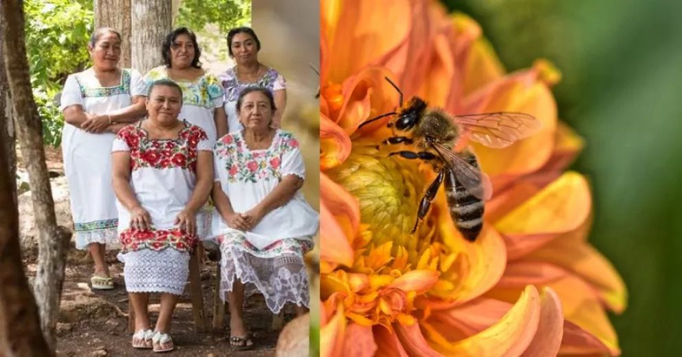 Mujeres nativas mayas están salvando a las abejas de la extinción Soy Abeja Maya