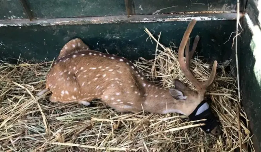 Rescatan 59 venados de Tabasco y son traídos al Zoológico de Culiacán