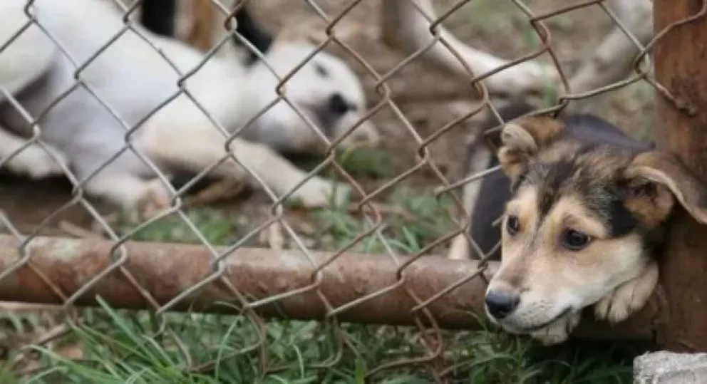 Puntos clave de la Ley de protección a los animales en Sinaloa
