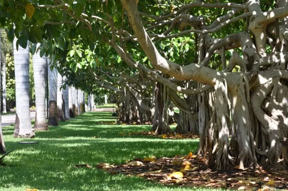 Árboles banianos en Culiacán